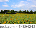 Sunflower field 64894242