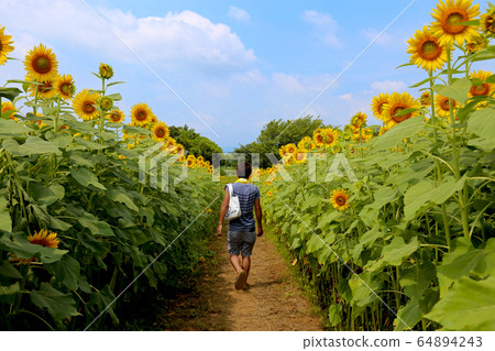 In the sunflower field In the sunflower field 64894243