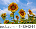 sunflower	 64894244