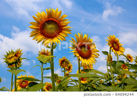 sunflower sunflower 64894244
