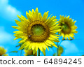 sunflower	 64894245