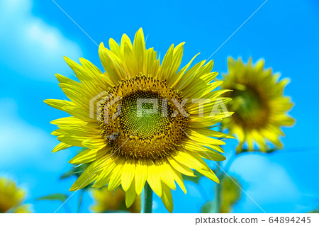 sunflower	 64894245