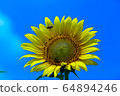 sunflower	 64894246