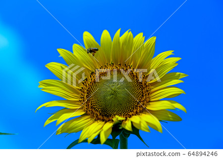 sunflower sunflower 64894246