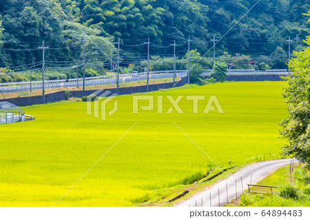 Rice field scenery Yura River around Maizuru City, Kyoto Prefecture Rice field scenery Yura River around Maizuru City, Kyoto Prefecture 64894483