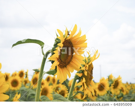 Sunflowers and honey bees Sunflowers and honey bees 64895009