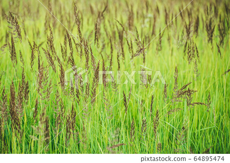 Fluffy bushes of grass in the early spring morning under overcast weater. Selective focus macro shot with shallow DOF 64895474