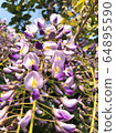  Wisteria flowers 64895590