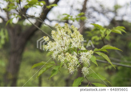 錦葵Aodamo花和芽 錦葵Aodamo花和芽 64895601