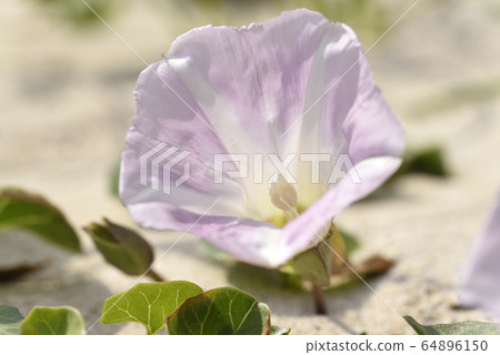 旋花(A美大島) 旋花(A美大島) 64896150