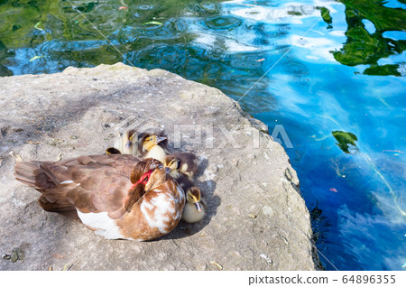 Ducks family pond lake Crimea Ducks family pond lake Crimea 64896355