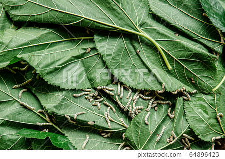 Silkworm eating Mulberry leaves close up details. 64896423