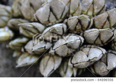 那些生活在多岩石地區的人 64896508