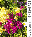 Spring small flowers 64896721
