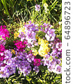 Flowers blooming in the garden 64896723