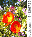 Orange pobby 64896729