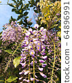 Fuji flowers 64896991