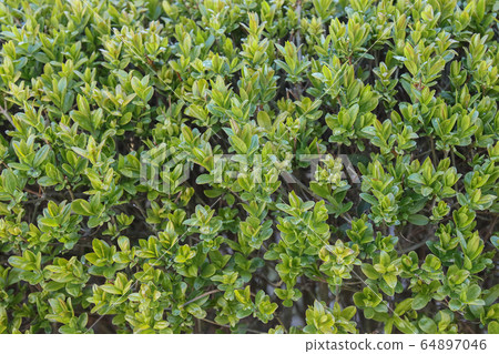Garden bushes with leaves, background. 64897046