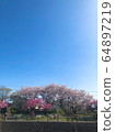 Cherry blossom, peach and blue sky landscape 64897219