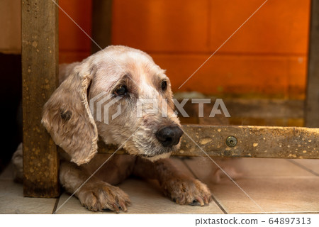 老狗放鬆與日托 64897313