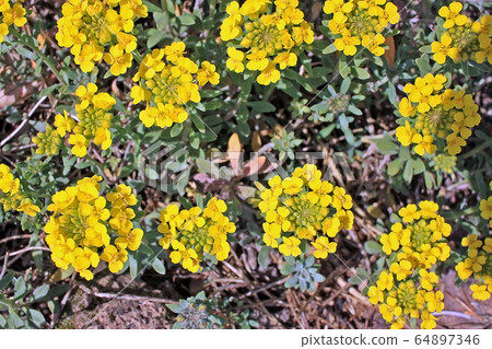 Alyssum Alyssum 64897346