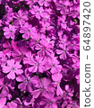 Shibazakura material group 64897420