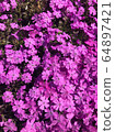 Shibazakura material densely packed 64897421