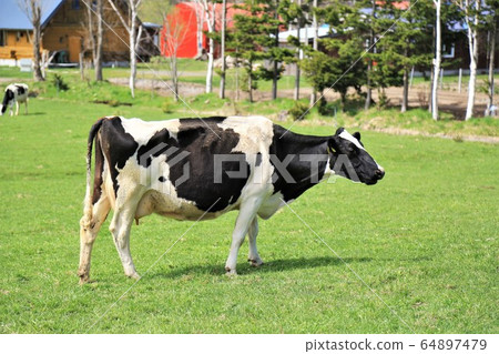 Holstein cattle Holstein cattle 64897479