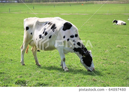 Holstein cattle 64897480