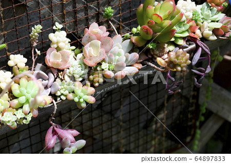 Welcome to the world of succulents - Stock Photo [64897833] - PIXTA