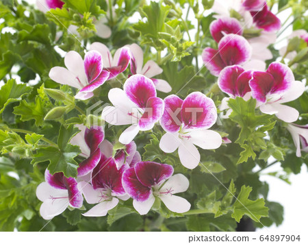 pelargonium crispum pelargonium crispum 64897904