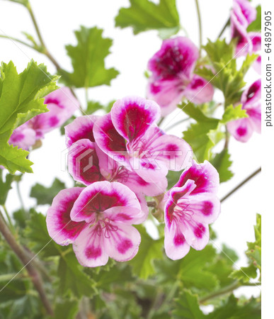 pelargonium crispum pelargonium crispum 64897905
