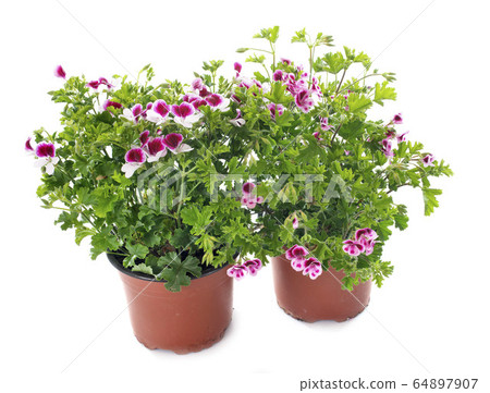 pelargonium crispum 64897907