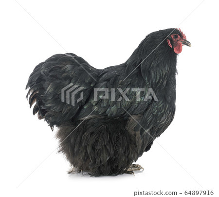 Orpington chicken in studio Orpington chicken in studio 64897916