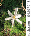 Fist flower [Magnolia kobus] 64897948