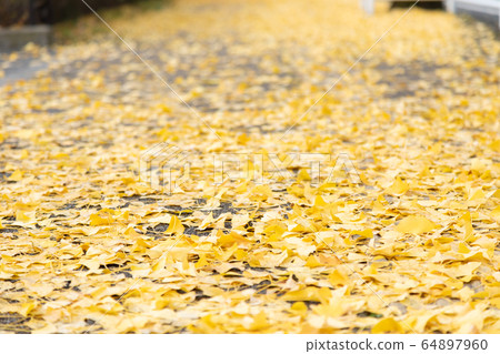 Ginkgo Ginkgo Namiki Ginkgo Ginkgo Ginkgo Namiki Ginkgo 64897960
