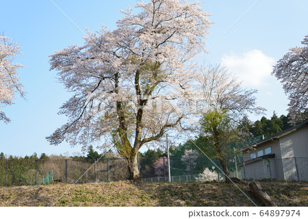 Cherry blossoms in the Inada area # 10 Cherry blossoms in the Inada area # 10 64897974