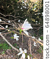 Fist tree white flower [Magnolia kobus] 64898001