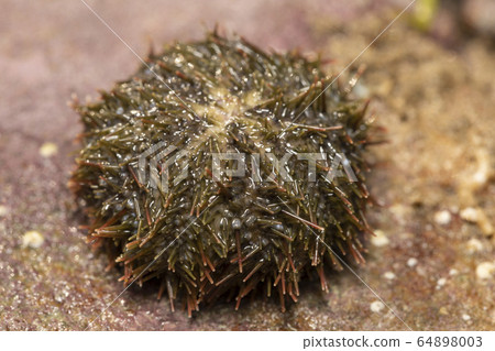 Bafun'uni Bafun'uni 64898003