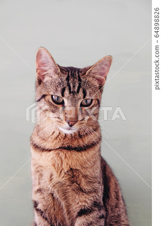 European shorthair young cat sitting against mint wall. 64898826