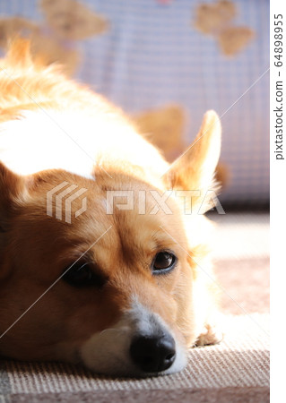 Prone corgi 64898955