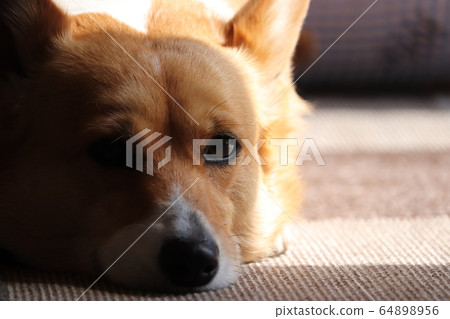 Prone corgi 64898956