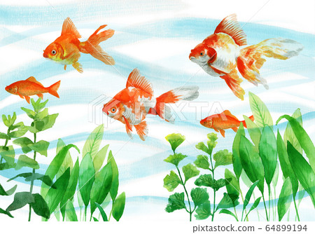 Goldfish and aquatic plants drawn in watercolor Goldfish and aquatic plants drawn in watercolor 64899194