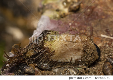 Koberto funegai Koberto funegai 64900250