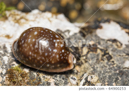 Hoshikinuta Hoshikinuta 64900253