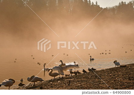 Oike Swan 64900800