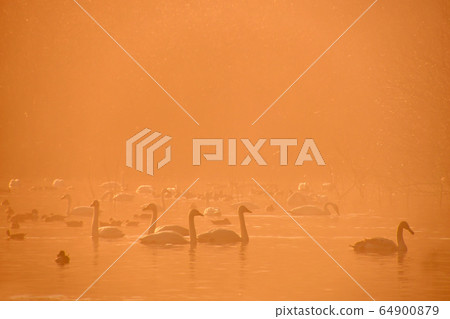 Oike Swan Oike Swan 64900879