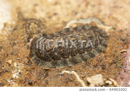 Filed snare Filed snare 64901002