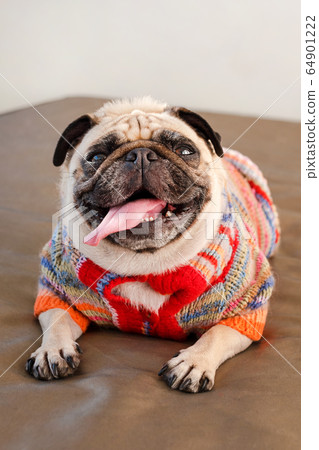 Pug dog laying on a couch looking at the camera. 64901222