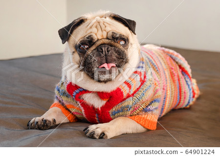 Pug dog laying on a couch looking at the camera. 64901224